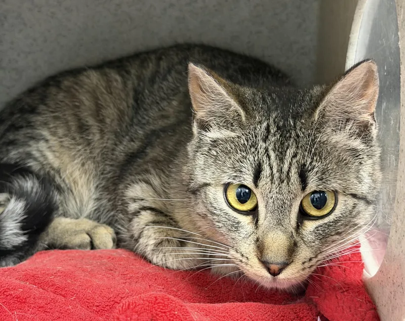 An adult medium-sized female Domestic Short Hair cat named Harmony for adoption in Wasilla, AK
