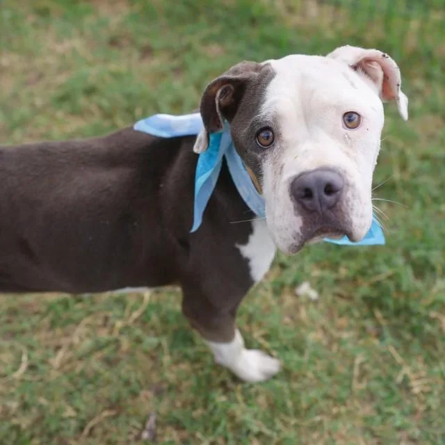 A young medium-sized female American Staffordshire Terrier dog named Maya for adoption in San Antonio, TX