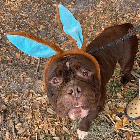 Sir Duggles thumbnail 2