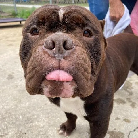 Sir Duggles thumbnail 3