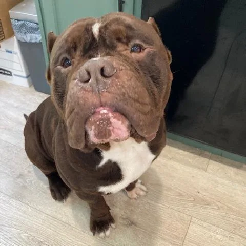 Sir Duggles thumbnail 4