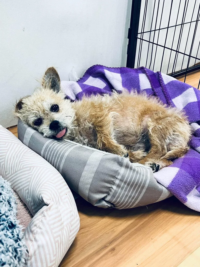 Benji