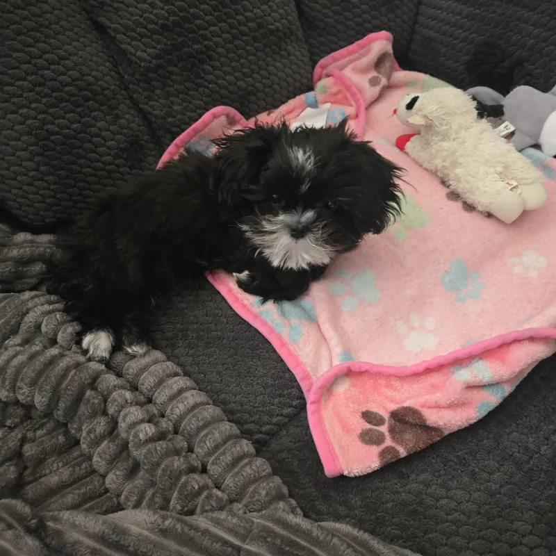 Moe Sweet  Local thumbnail 3