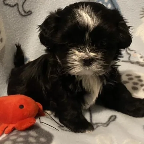 A baby small-sized male Black Pekingese dog named Moe Sweet Local for adoption in Andover, MA