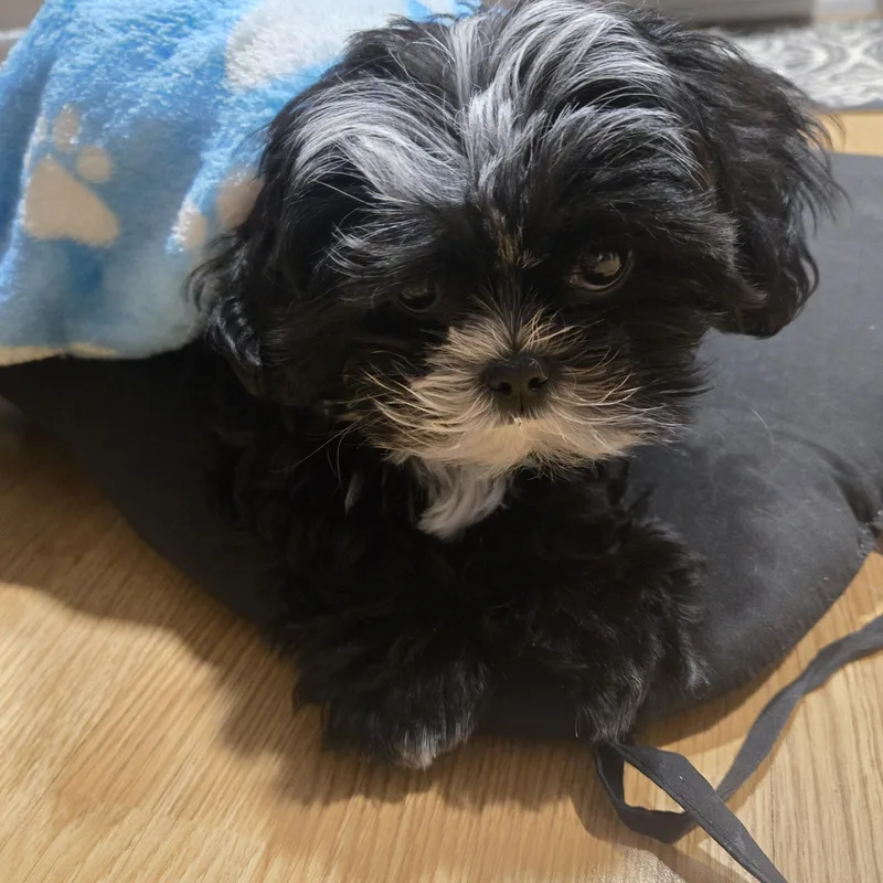 Moe Sweet  Local thumbnail 4