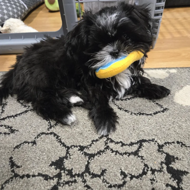 Moe Sweet  Local thumbnail 5