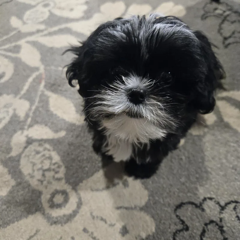 Moe Sweet  Local thumbnail 6