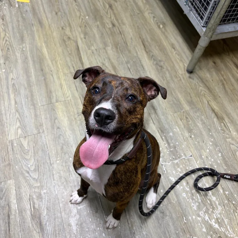 A young medium-sized female Brown / Chocolate Terrier dog named Honey for adoption in Summerville, SC