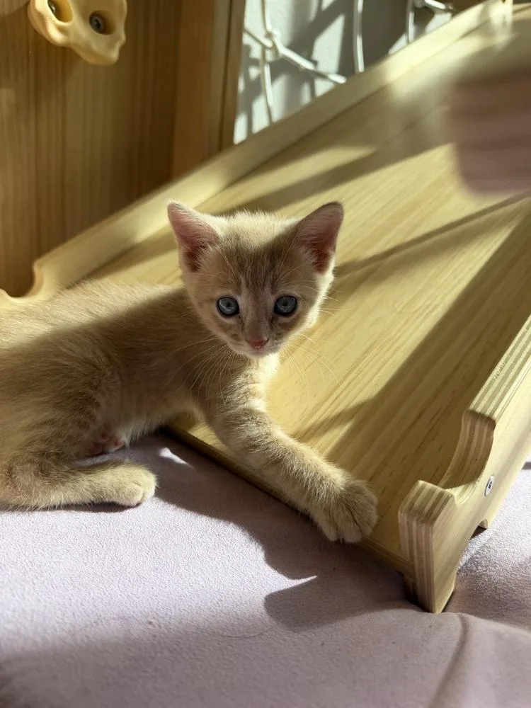 A baby medium-sized male Domestic Short Hair cat named Pumpkin for adoption in Lafayette, CO