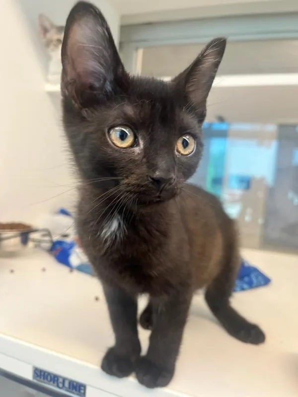 A baby small-sized male Domestic Short Hair cat named Splat for adoption in Manassas, VA