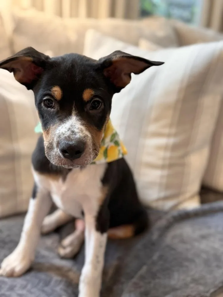 Paco