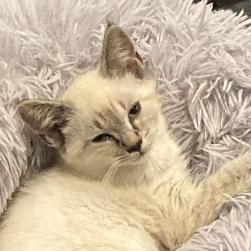 A baby small-sized male Cream / Ivory Domestic Short Hair cat named Budgie for adoption in Fairfax Station, VA