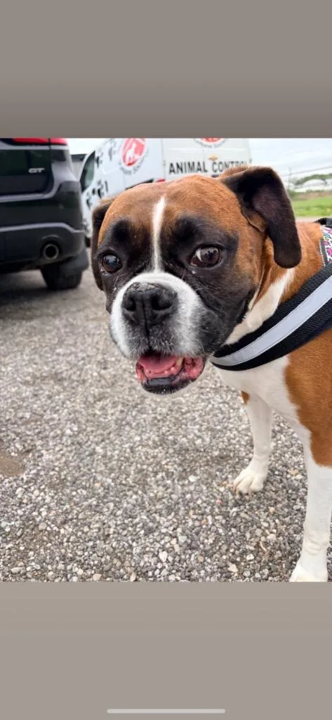 An adult medium-sized female Boxer dog named Lil Debbie for adoption in Huntington, IN