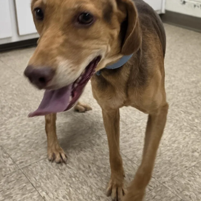 An adult medium-sized female Bicolor Hound dog named Dixie for adoption in Danville, VA