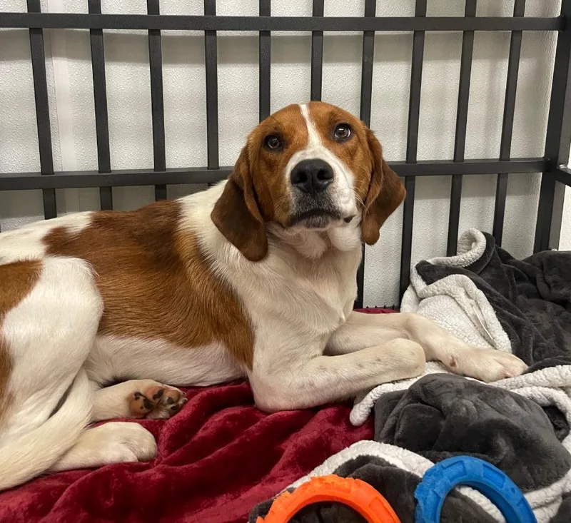 A young medium-sized male Red / Chestnut / Orange Hound dog named Nelson for adoption in Maysville, KY