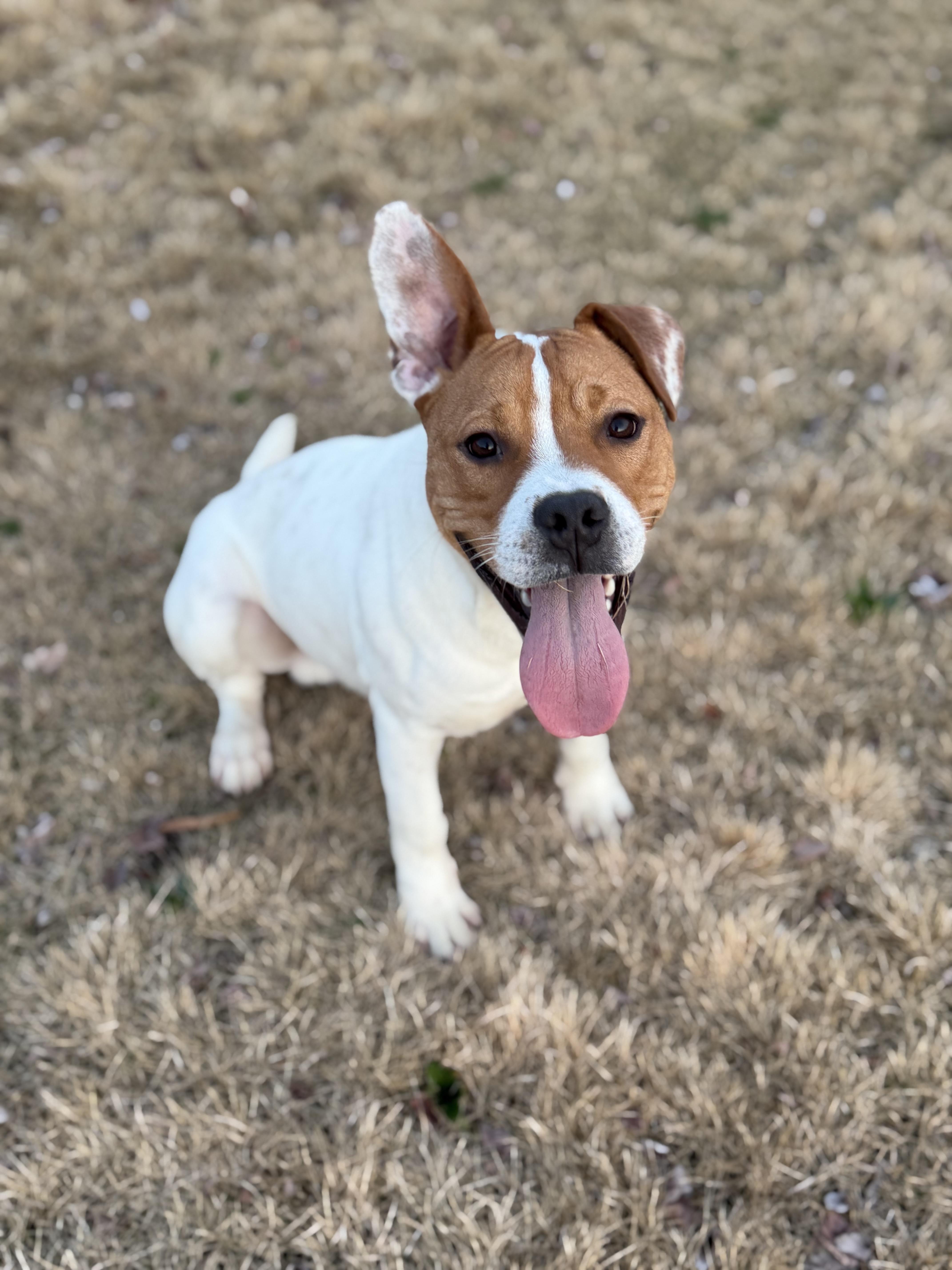 A young medium-sized male White / Cream Pit Bull Terrier dog named Nerm for adoption in Albemarle, NC