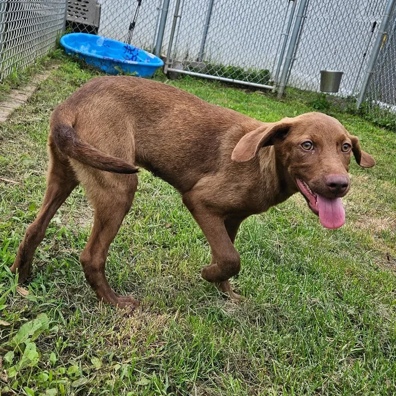 A baby medium-sized female Yellow / Tan / Blond / Fawn Mixed Breed dog named Rose for adoption in Oneonta, NY