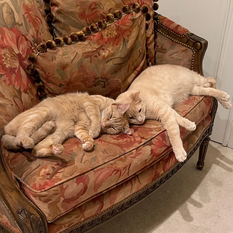 An adult medium-sized male Tabby (Orange / Red) Tabby cat named Sunny And Jimmy for adoption in Albuquerque, NM