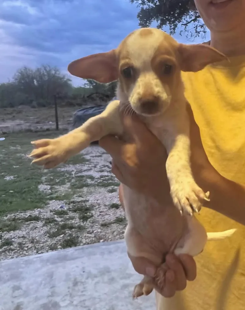 A baby small-sized female Yellow / Tan / Blond / Fawn Chihuahua dog named Pebbles for adoption in Gregory, TX