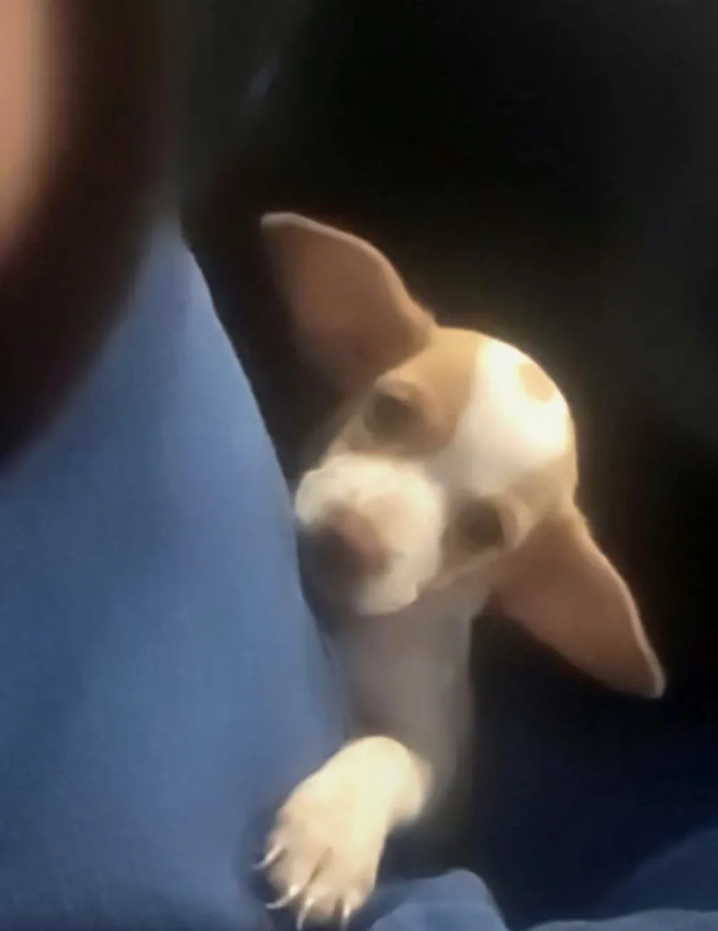 Pebbles thumbnail 2