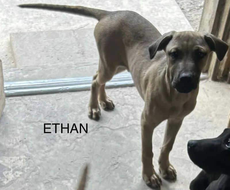 A baby small-sized male Tricolor (Brown, Black, & White) American Bulldog dog named Ethan Sarah for adoption in Lakeland, FL