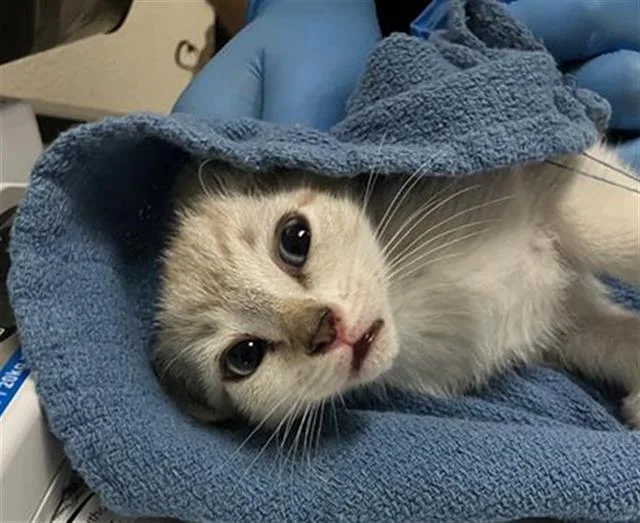 A baby small-sized female Domestic Short Hair cat named Orange Blossom for adoption in Long Beach, CA