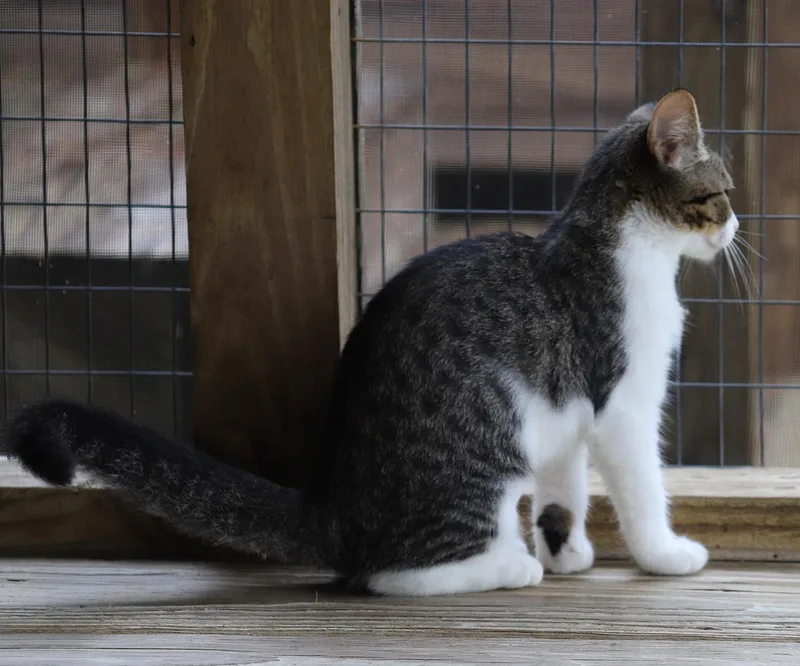 A baby medium-sized female Domestic Short Hair cat named Stills for adoption in North Fort Myers, FL