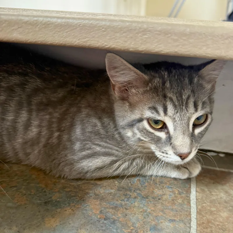 A baby medium-sized male Tabby (Gray / Blue / Silver) Domestic Short Hair cat named Sprout for adoption in Ridgway, CO