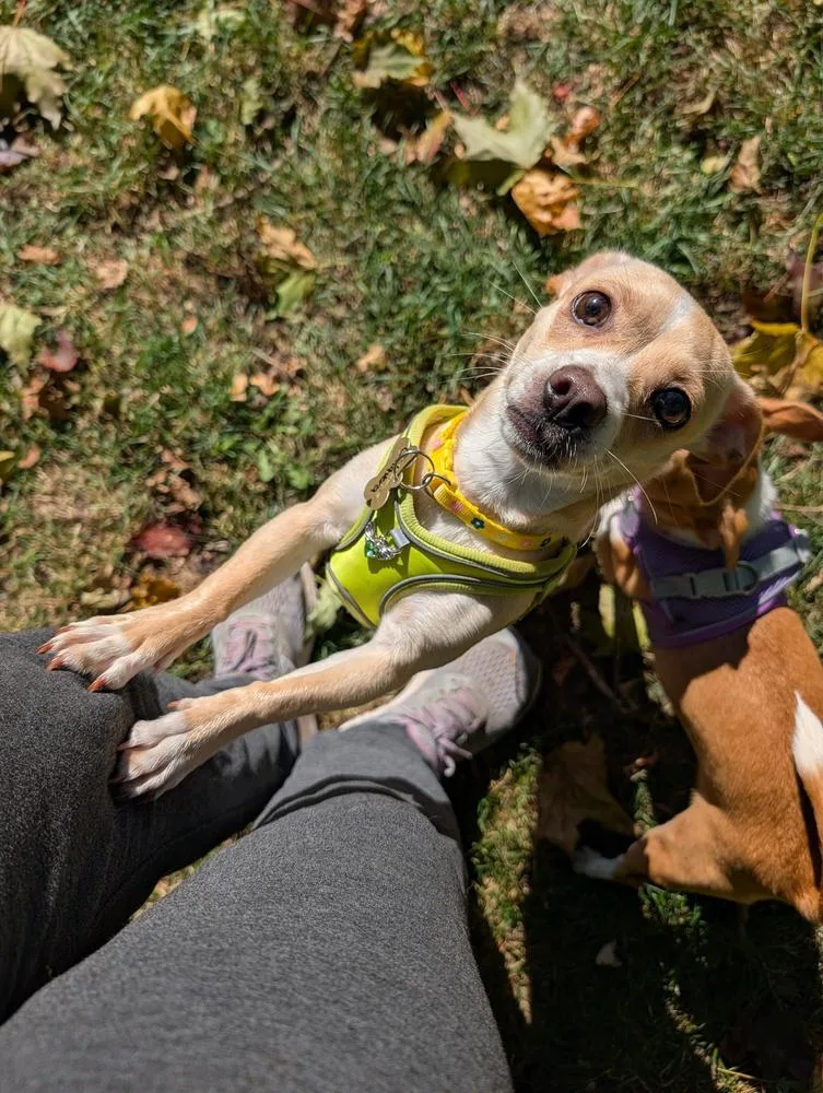 A baby small-sized female White / Cream Chihuahua dog named Calavera for adoption in Waunakee, WI