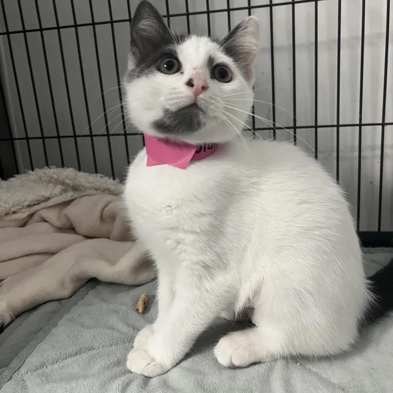 A baby small-sized female White Domestic Short Hair cat named Starbright for adoption in Lakeland, FL