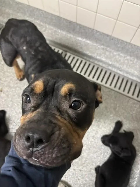 An adult medium-sized female American Bully dog named Bella for adoption in Pasadena, TX