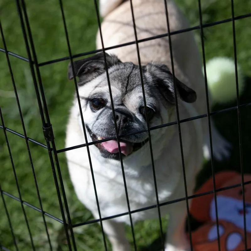 Bohdi thumbnail 3