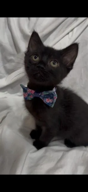 A baby small-sized female Domestic Short Hair cat named Sparkle for adoption in San Jose, CA