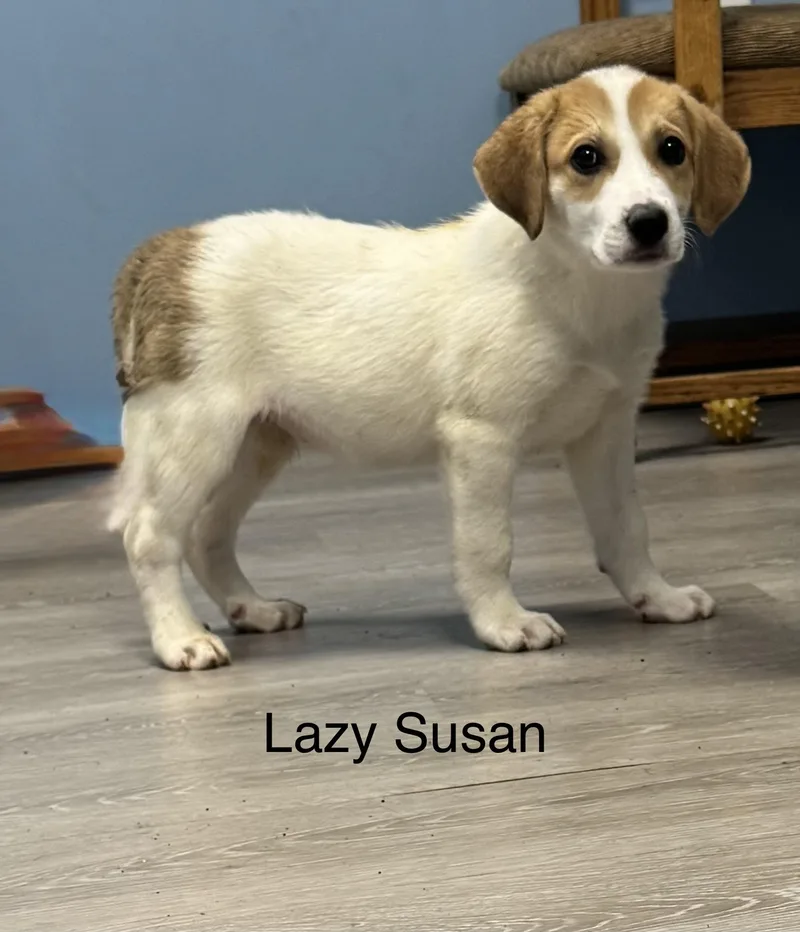 A baby large-sized female White / Cream Coonhound dog named Lazy Susan for adoption in Ulster, PA
