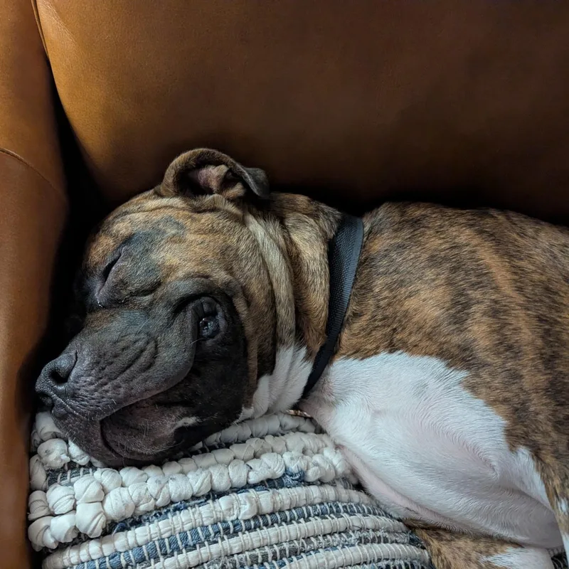 Vinnie thumbnail 2