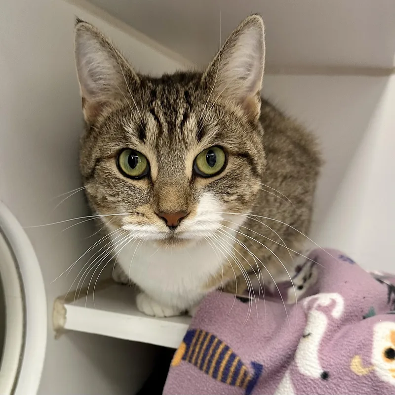 An adult medium-sized female Domestic Short Hair cat named Littles for adoption in Reisterstown, MD