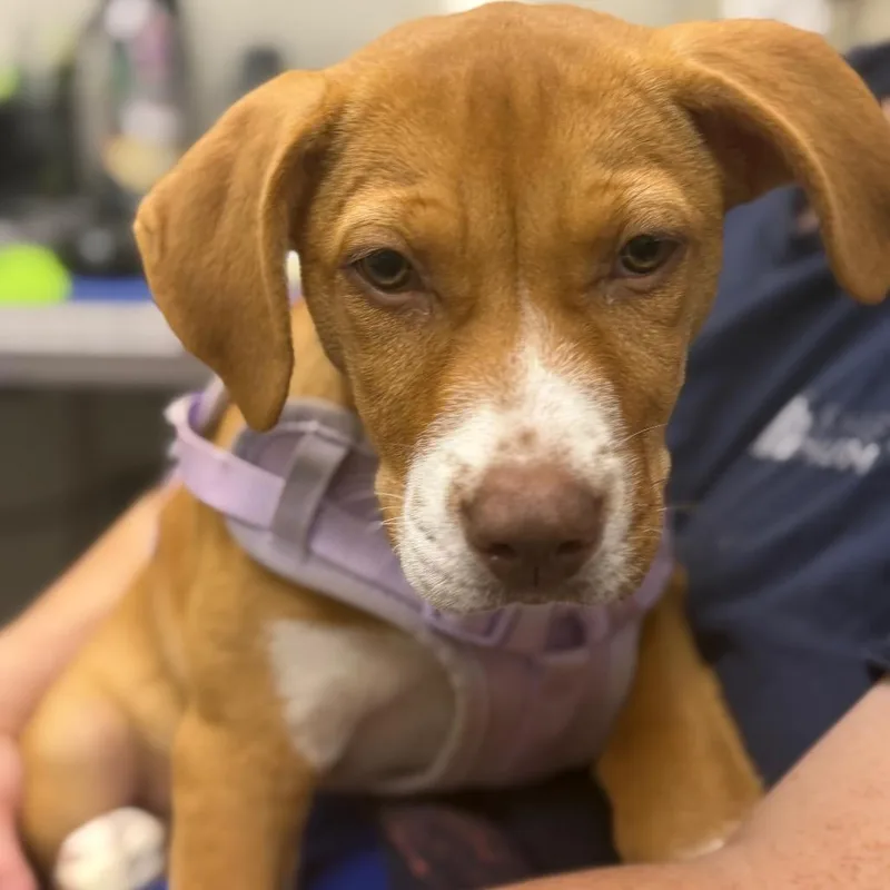 A baby medium-sized female Brown / Chocolate Mixed Breed dog named Piper for adoption in Columbiana, AL