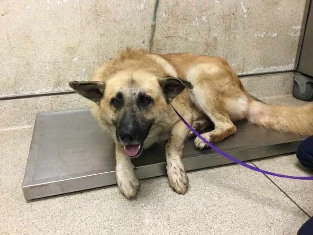 A young large-sized male German Shepherd Dog dog named Pringle for adoption in Riverside, CA