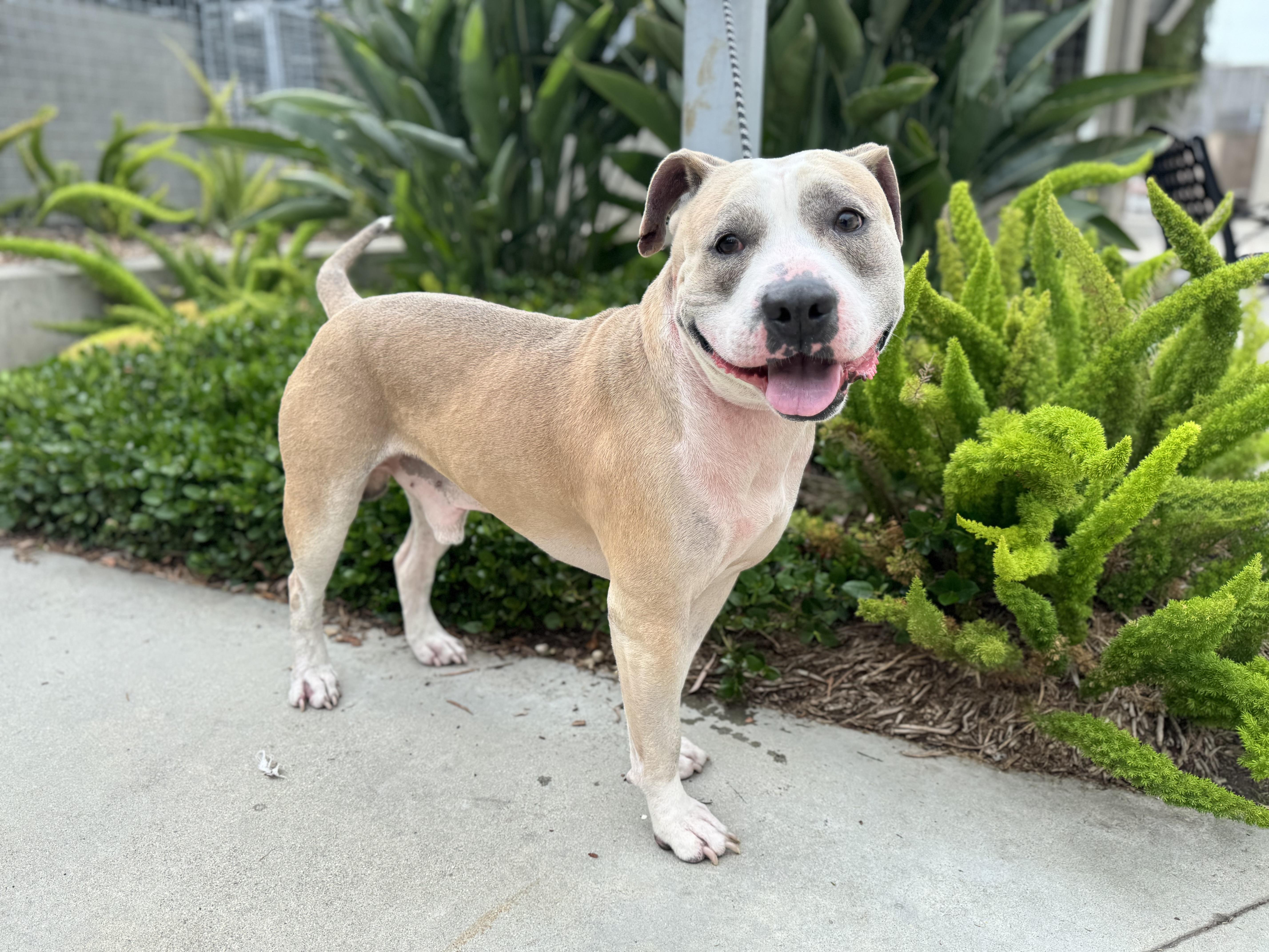 An adult large-sized male Pit Bull Terrier dog named Milo for adoption in San Pedro, CA