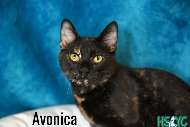 Avonlea