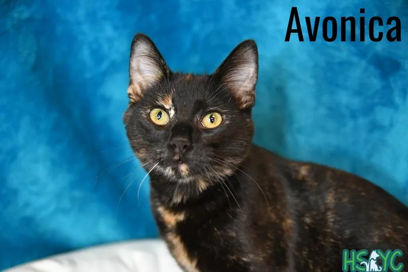 Avonlea thumbnail 2