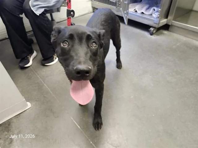 A baby small-sized female Belgian Shepherd / Malinois dog named Otamendi for adoption in Santa Cruz, CA