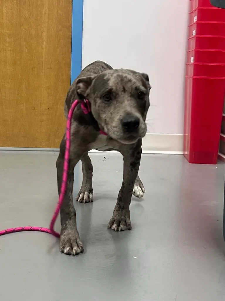A young medium-sized female Pit Bull Terrier dog named Pocket for adoption in Hartsville, SC