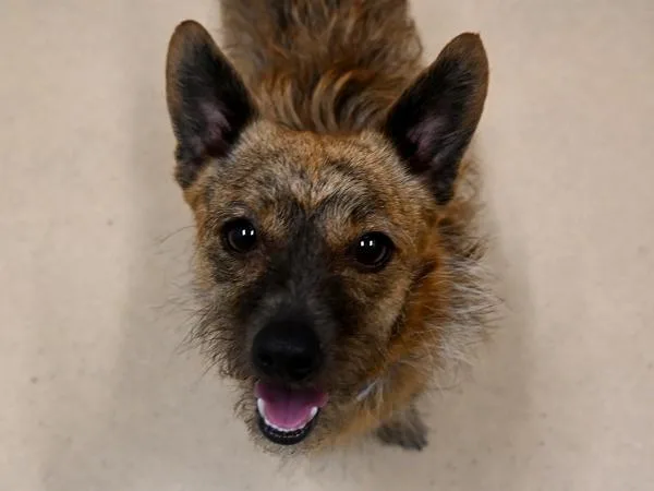 An adult small-sized male Wirehaired Terrier dog named Applejack for adoption in Portland, OR