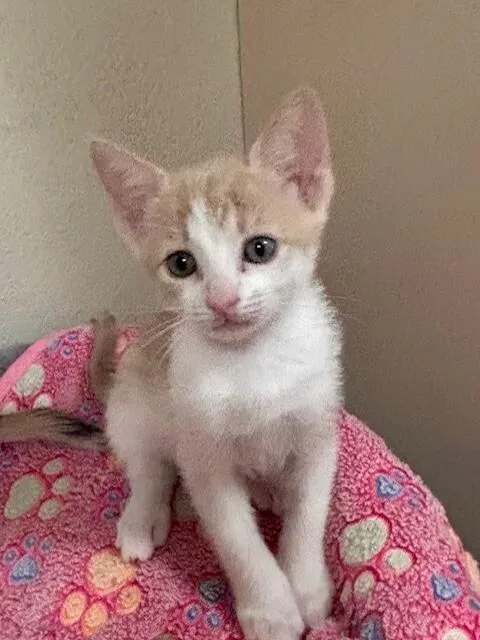 A young medium-sized female Buff / Tan / Fawn Domestic Short Hair cat named Kiwi for adoption in Fort Collins, CO