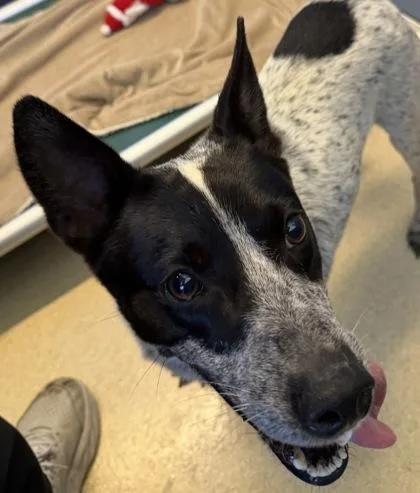 An adult medium-sized male Australian Cattle Dog / Blue Heeler dog named Speckles for adoption in Honolulu, HI