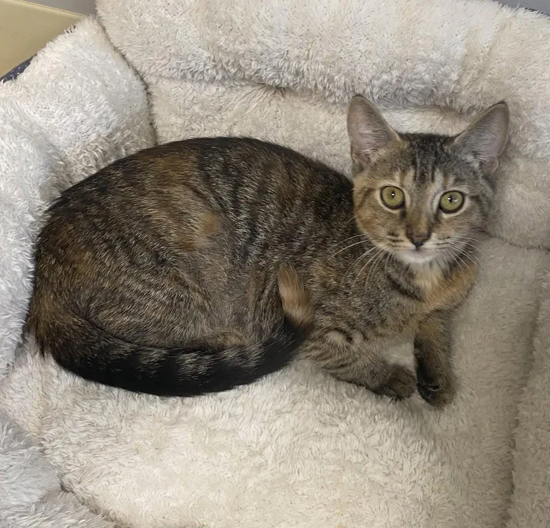 A young medium-sized female Domestic Short Hair cat named Sprinkle for adoption in Satellite Beach, FL