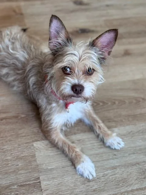 A young small-sized male Terrier dog named Pharaoh for adoption in Bradenton, FL