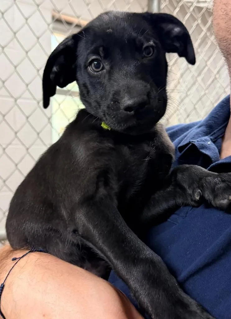 A baby small-sized male Labrador Retriever dog named Lancelot for adoption in Newnan, GA