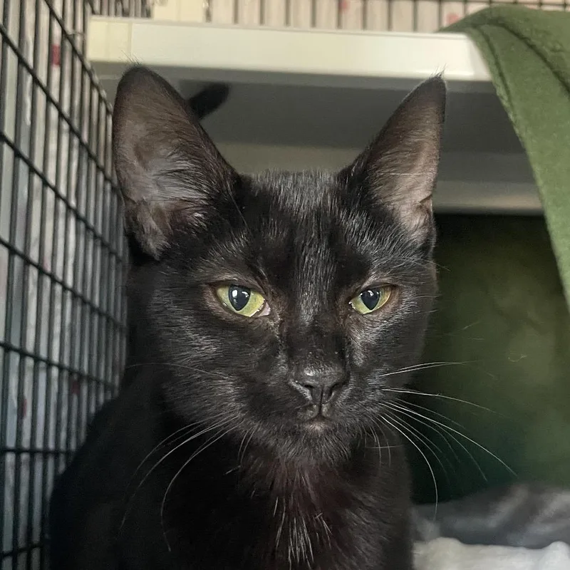 A baby small-sized female Domestic Short Hair cat named Suspenders for adoption in Chicago, IL